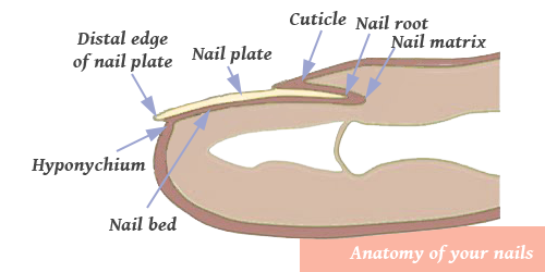 Nail anatomic parts